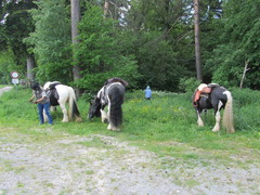 2012 015 pfingstritt hochdorf mai