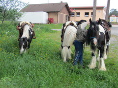 2012 016 pfingstritt hochdorf mai