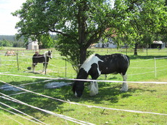2012 028 pfingstritt hochdorf mai