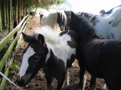 2005 004 forumstreffen magictinkerfarm september