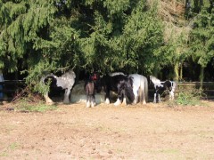 2005 006 forumstreffen magictinkerfarm september