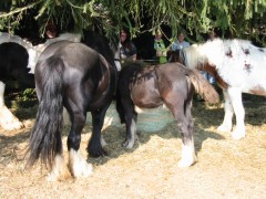 2005 007 forumstreffen magictinkerfarm september