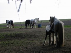 2005 008 forumstreffen magictinkerfarm september