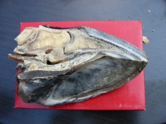 2005 021 forumstreffen magictinkerfarm september