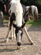 2005 029 forumstreffen magictinkerfarm september