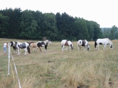 2006 020 tinkerweekend waldmohr juli