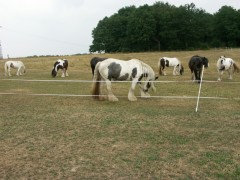 2006 021 tinkerweekend waldmohr juli