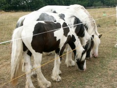 2006 024 tinkerweekend waldmohr juli