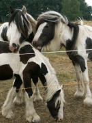 2006 025 tinkerweekend waldmohr juli