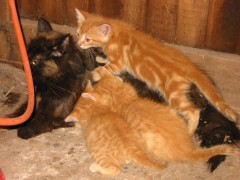 2006 067 tinkerweekend waldmohr juli