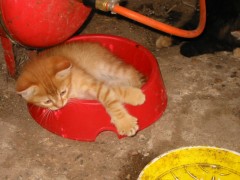 2006 054 tinkerweekend waldmohr juli