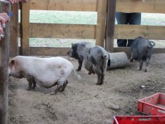 2006 067 tinkerweekend waldmohr juli