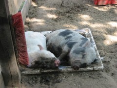 2006 058 tinkerweekend waldmohr juli