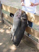 2006 059 tinkerweekend waldmohr juli