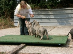 2006 074 tinkerweekend waldmohr juli