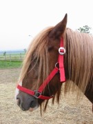 2007 002 besuch bei tina in sachsen