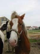2007 005 besuch bei tina in sachsen