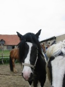 2007 006 besuch bei tina in sachsen