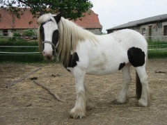 2007 008 besuch bei tina in sachsen