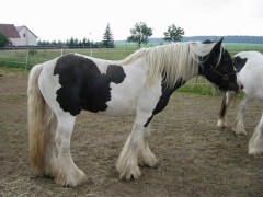 2007 014 besuch bei tina in sachsen