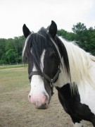 2007 017 besuch bei tina in sachsen