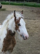 2007 018 besuch bei tina in sachsen