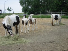 2007 019 besuch bei tina in sachsen