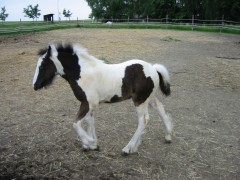 2007 020 besuch bei tina in sachsen