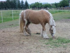 2007 021 besuch bei tina in sachsen