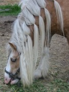 2007 024 besuch bei tina in sachsen