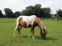 2007 waldmohr 08 001