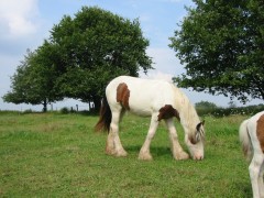 2007 waldmohr 08 001