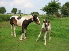 2007 waldmohr 08 001