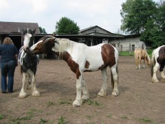 2007 waldmohr 08 001