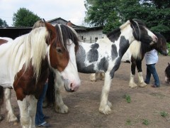 2007 waldmohr 08 001