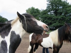 2007 waldmohr 08 001