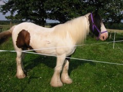 2007 waldmohr 08 001