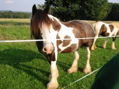 2007 waldmohr 08 001