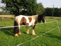 2007 waldmohr 08 001