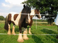 2007 waldmohr 08 001