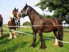 2007 waldmohr 08 001