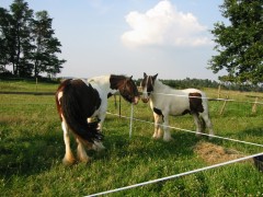 2007 waldmohr 08 001