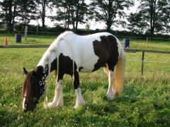 2007 waldmohr 08 001