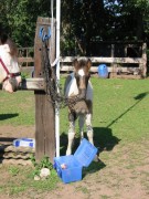 2007 waldmohr 08 001