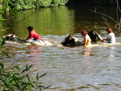 2007 waldmohr 08 001