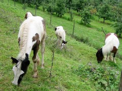 2009 bodensee august 001