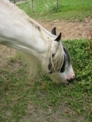 2009 bodensee august 001