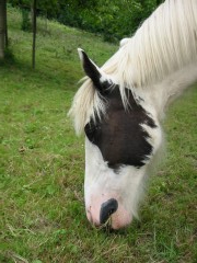 2009 bodensee august 001