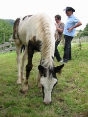 2009 bodensee august 001