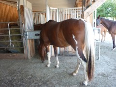 2011 004 mulberryranch